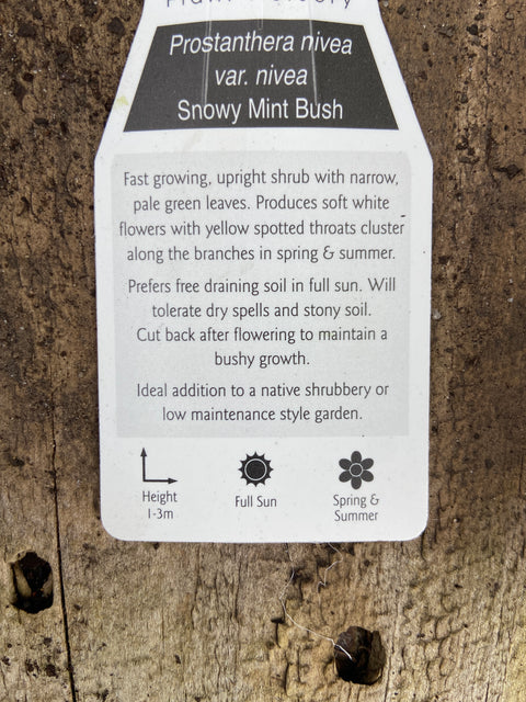 Prostanthera snowy Mint bush Tube