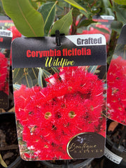 Grafted Corymbia 140mm
