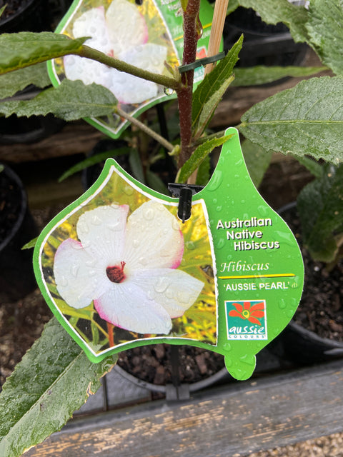 Hibiscus Aussie Pearl 140mm