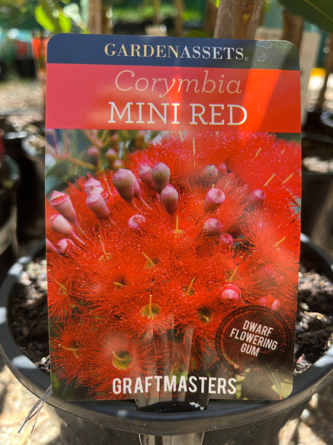 Corymbia ficifolia ‘Mini Red’ Grafted Gum 200mm