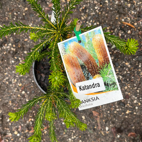 Banksia ericifolia Katandra 180mm