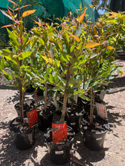 Corymbia ficifolia ‘Mini Red’ Grafted Gum 200mm