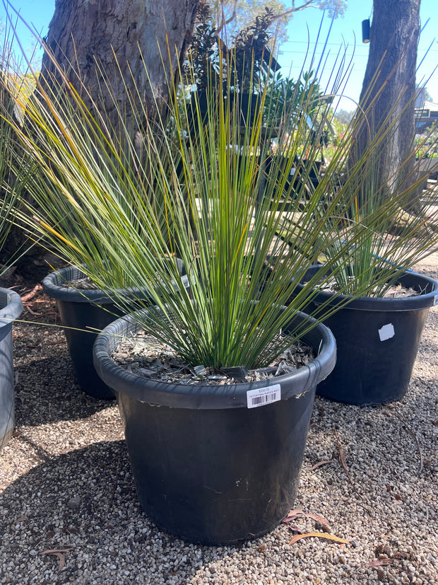 Xanthorrhoea Australis 40cm