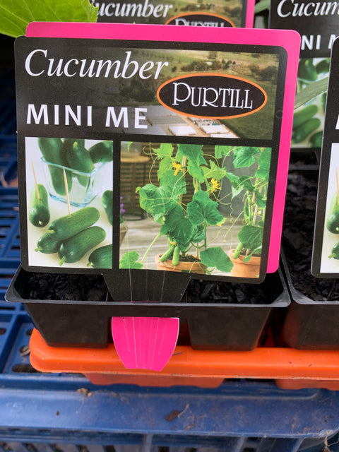 Cucumber Mini Me Purtill maxi