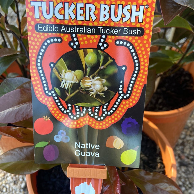 Tucker Bush™ - Native Guava 140mm