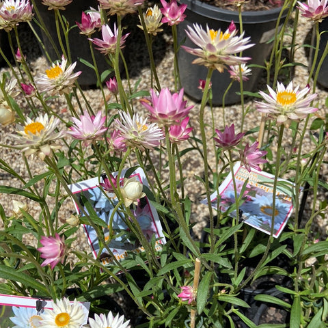 Xerochrysum bracteatum White 140 mm