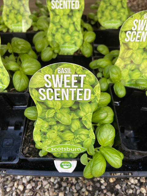 Basil maxi Scotsburn