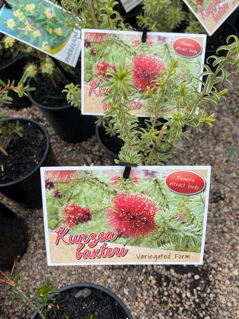 Kunzea baxteri Variegated 140mm