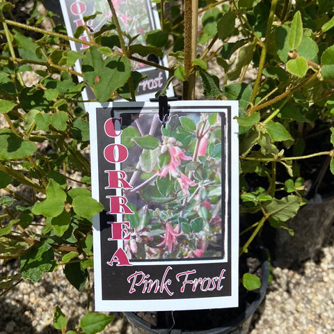 Correa 'Pink Frost' 200mm