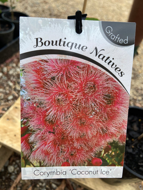 Grafted Corymbia 140mm