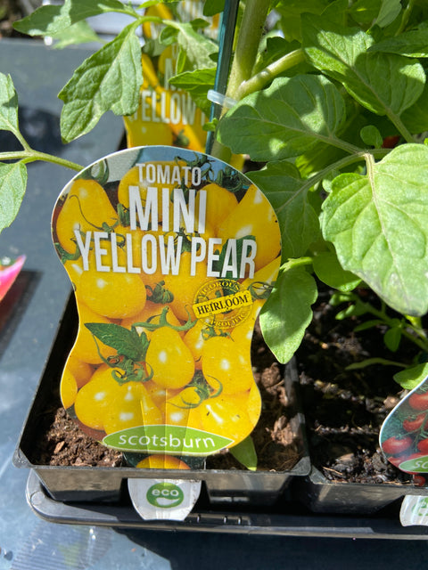 Tomato mini yellow pear maxi Scotsburn
