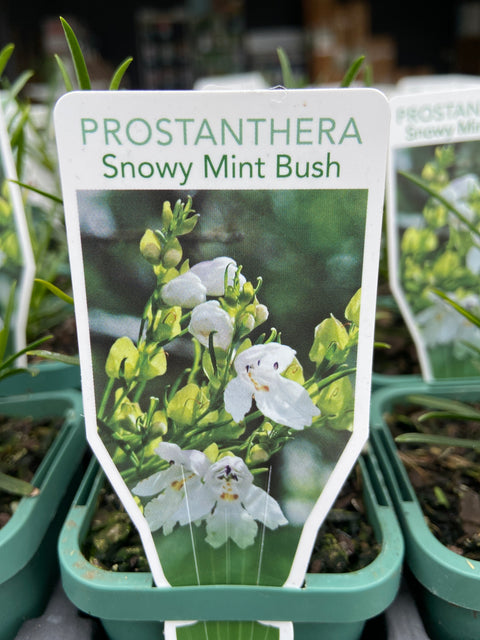 Prostanthera snowy Mint bush Tube