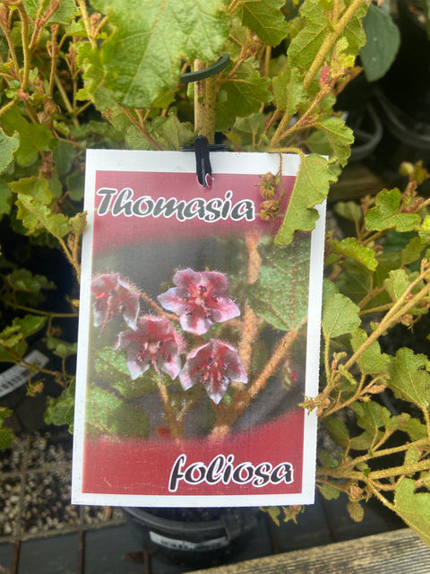 Thomasia foliosa 140mm