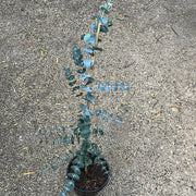 Eucalyptus Cinerea 250mm