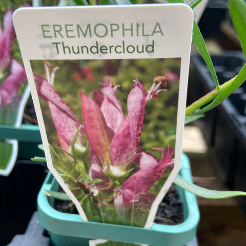 Eremophila Maculata 'Thundercloud' TUBE