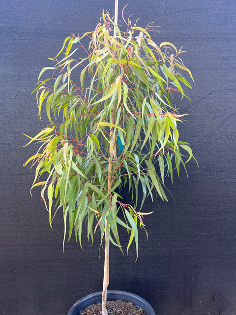 Corymbia citriodora GRAFTED 'Lemen Essence' 300mm