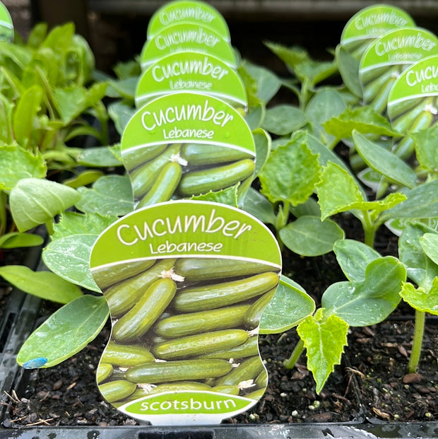 Cucumber ‘Lebanese’ - Scotsburn