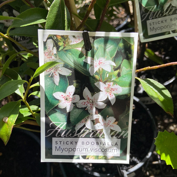 Myoporum viscosum 200mm