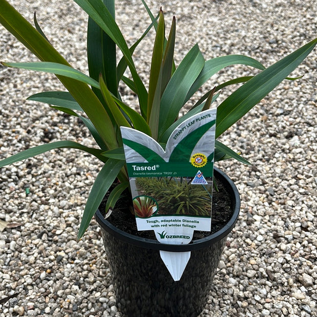 Dianella tasmanica 'Tasred' 140mm