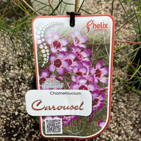 Chamelaucium Carousel 140mm