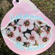 Leptospermum 'Wiri Sandra' 200mm