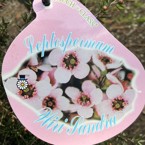 Leptospermum 'Wiri Sandra' 200mm