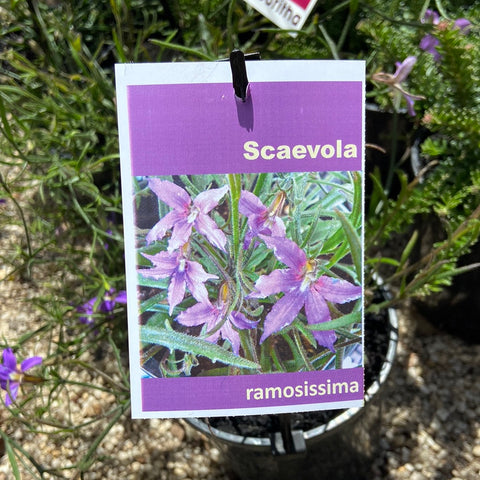 Scaevola ramosissima  140 mm