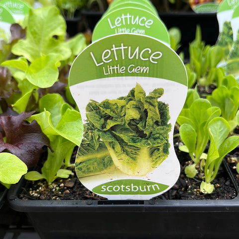 Lettuce ‘little gem’ - Scotsburn
