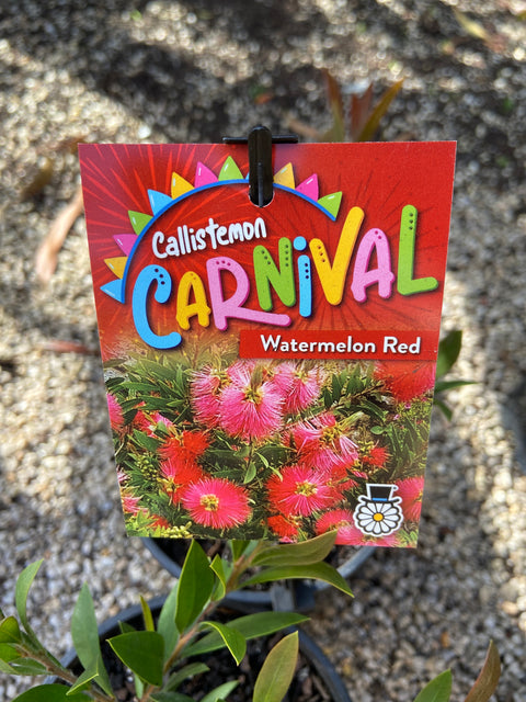 Callistemon Carnival Watermelon 140mm
