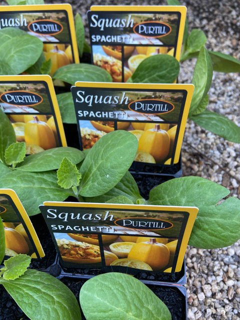 Squash ‘spaghetti’ Purtill maxi