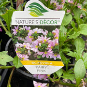 Scaevola Fairy Pink 140m