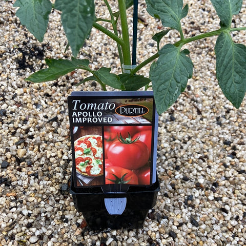 Tomato ‘Apollo Improved maxi ’ - Purtill