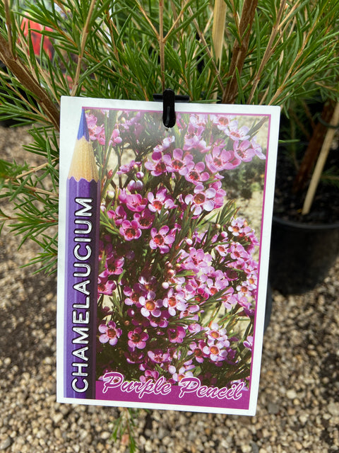 Chamelaucium Purple Pencil 140mm