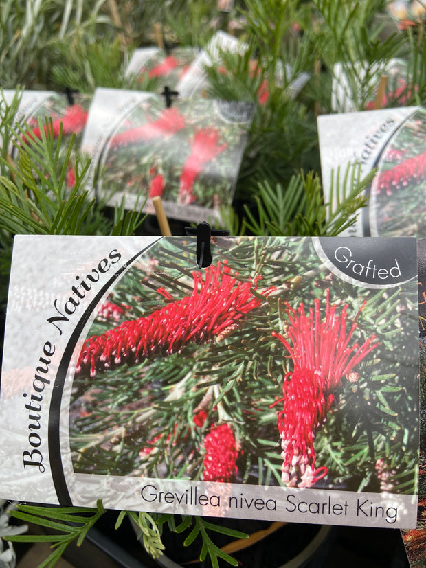 Grafted Grevillea's 140mm