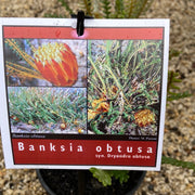 Banksia obtusa 140mm
