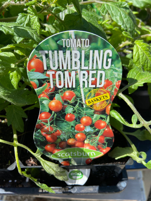 Tumbling tomatoe red maxi Scotsburn