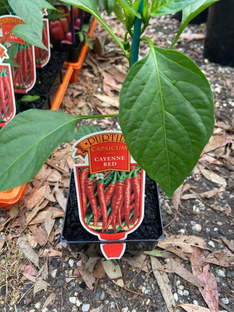Capsicum cayenne red maxi