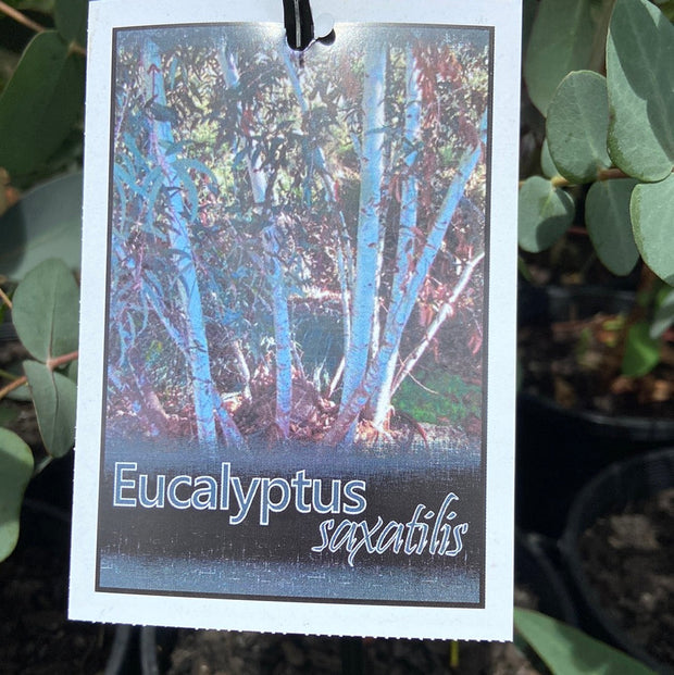Eucalyptus diversifolia 200mm