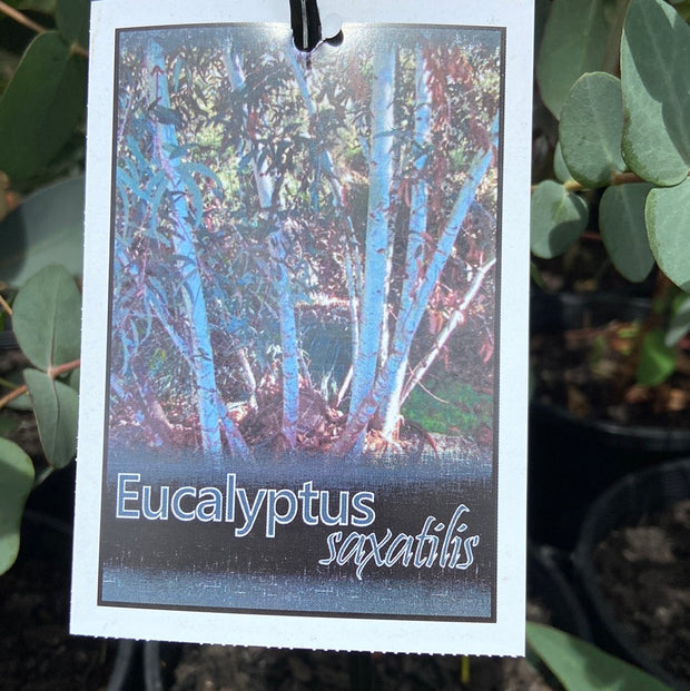 Eucalyptus diversifolia - 140 mm