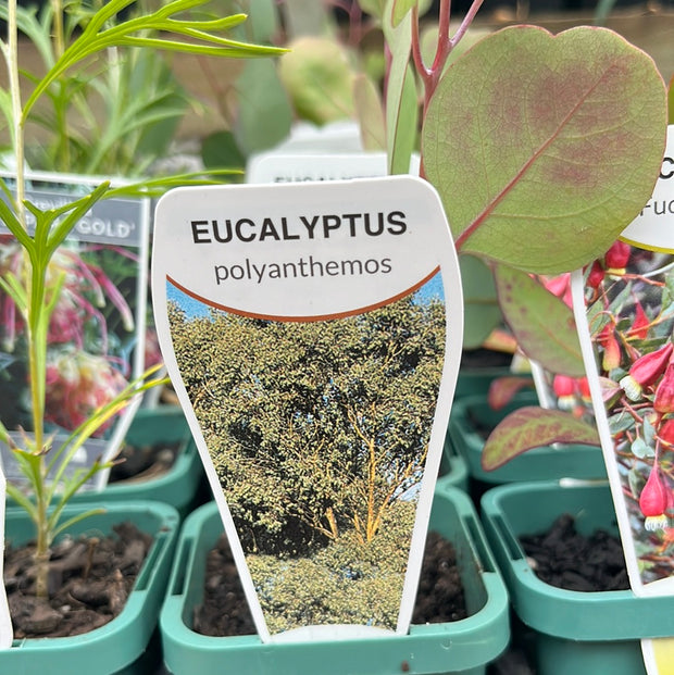 Eucalyptus polyanthemos TUBE