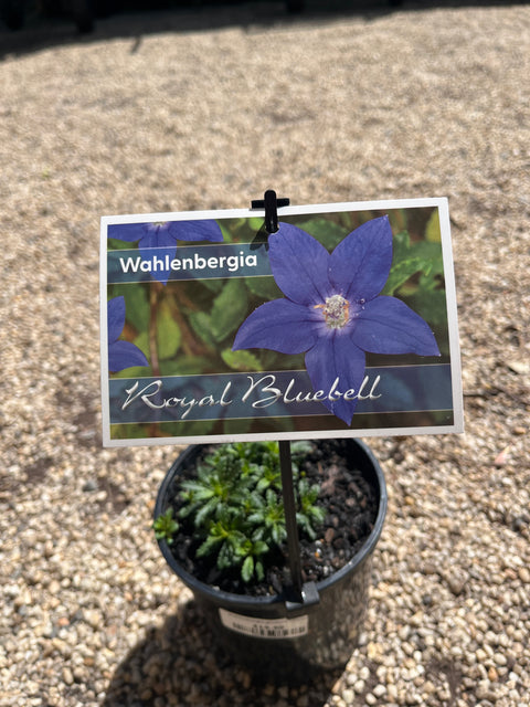 Wahlenbergia gloriosa 140mm