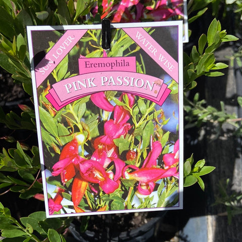 Eremophila Pink Passion - 140 mm