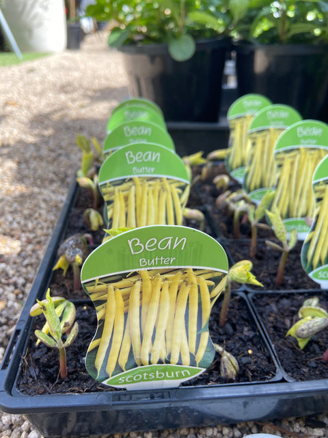 Butter Bean maxi Scotsburn