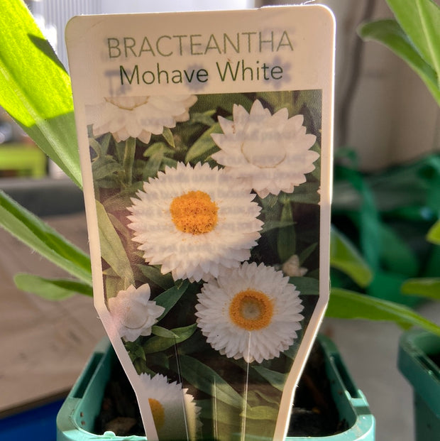 Bracteantha Mohave white Tube