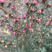 Leptospermum 'Wiri Shelley' 200mm