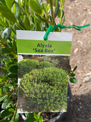 Alyxia buxifolia TUBE