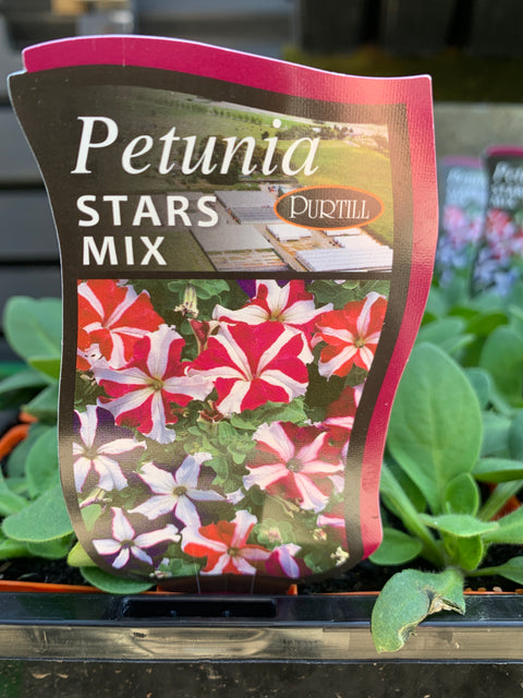 Petunia Stars Mix