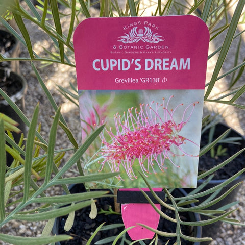 Grevillea Cupids Dream - 140 mm