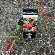Grevillea Crimson Carpet 140mm