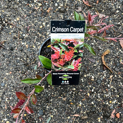Grevillea Crimson Carpet 140mm